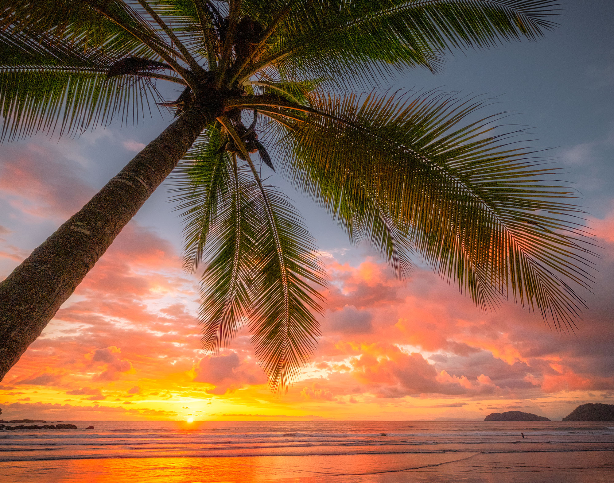Palms at the end of the day