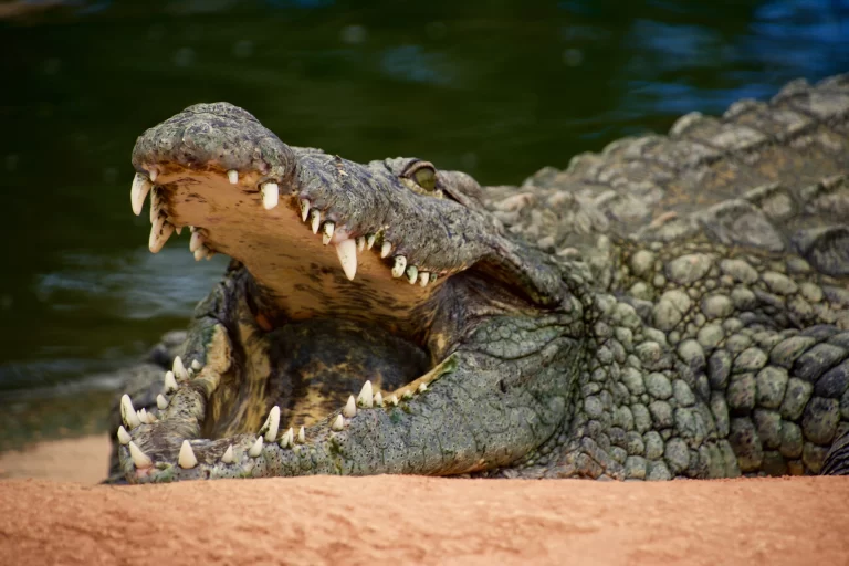 Crocodile Tour