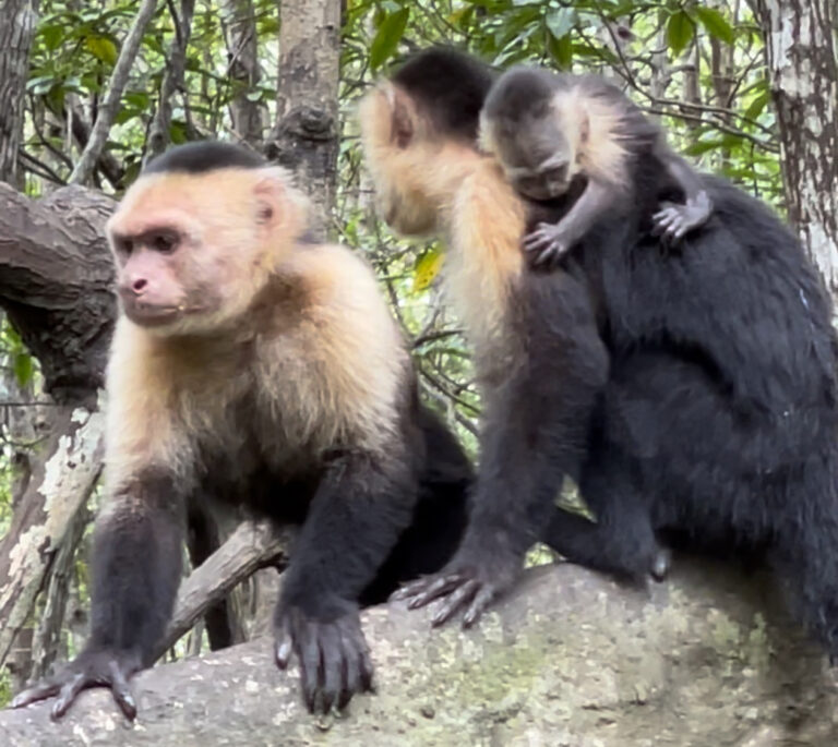 Monkey River Adventure